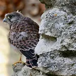 Du Chateau Des Fours Holiday home *